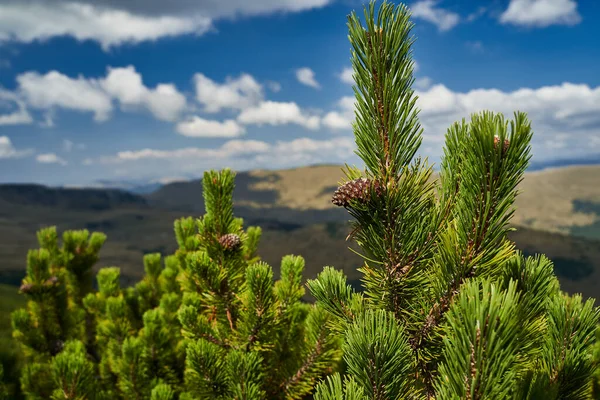 Δάσος Του Scrub Ορεινά Πεύκα Pinus Mugo Στις Αρχές Του — Φωτογραφία Αρχείου