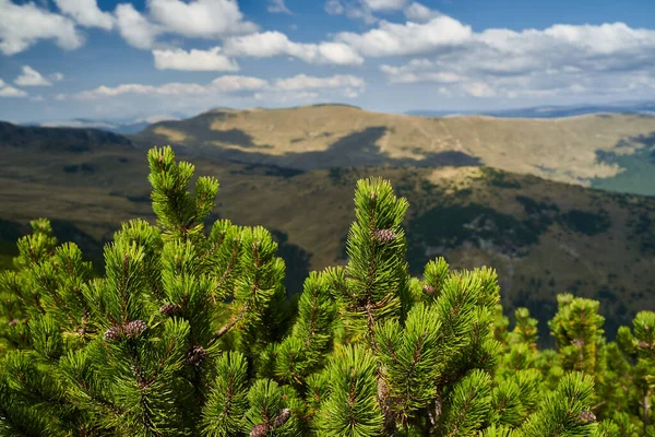 Les Křovinatých Borovic Pinus Mugo Začátku Podzimu Vysočině — Stock fotografie