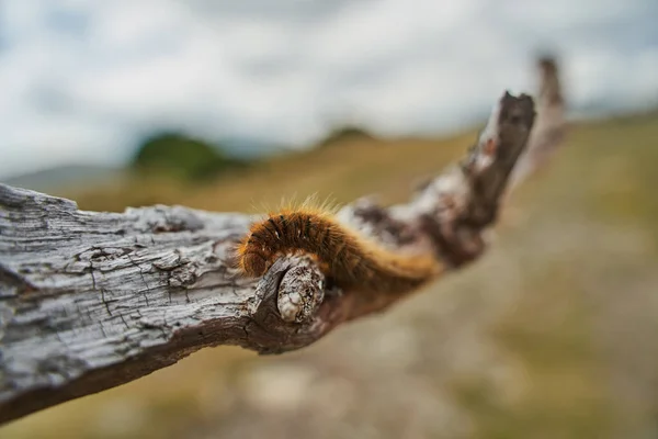 Falena Volpe Bruco Primo Piano Pezzo Legno — Foto Stock