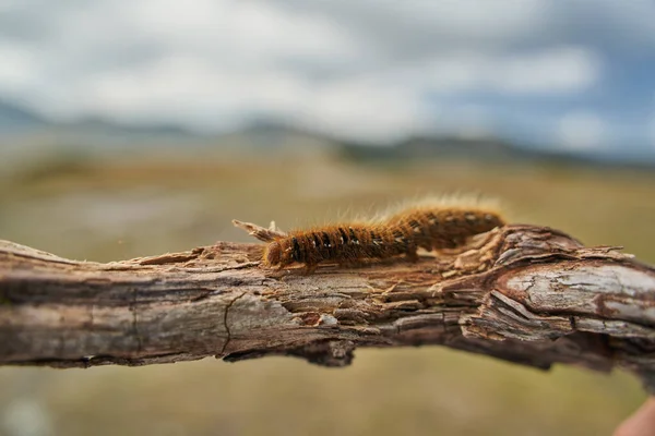 Liščí Můra Housenka Detailní Kus Dřeva — Stock fotografie