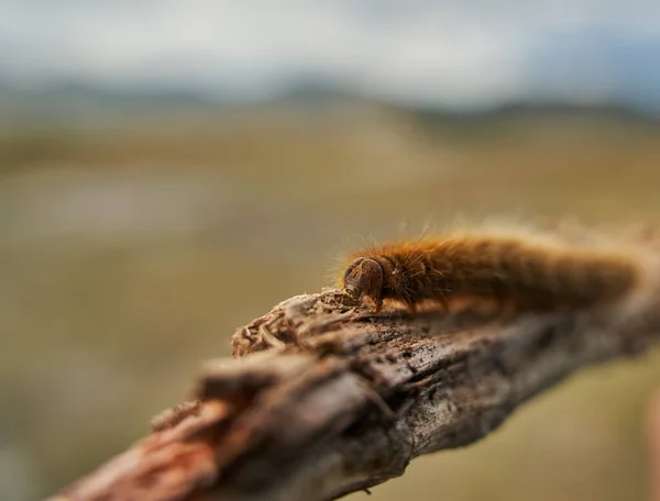 Fox Ćma Gąsienica Zbliżenie Kawałku Drewna — Zdjęcie stockowe