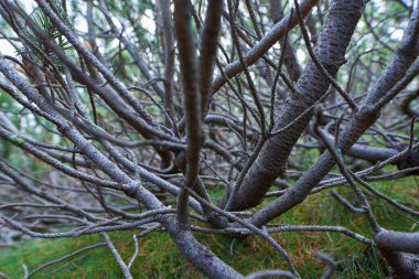 Dağlık çam ormanları, pinus mugo, sonbaharın başlarında, dağlık arazide.