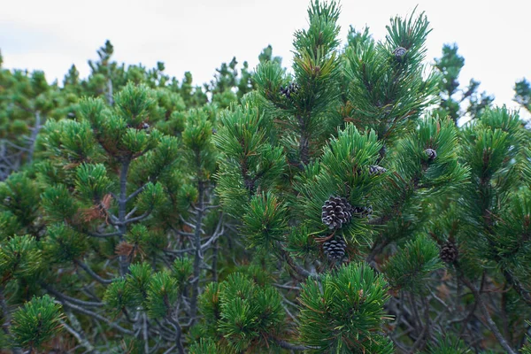 Forest Scrub Mountain Pines Pinus Mugo Early Autumn Highlands — Stock Photo, Image