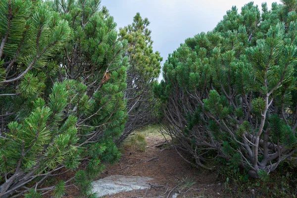 Les Křovinatých Borovic Pinus Mugo Začátku Podzimu Vysočině — Stock fotografie