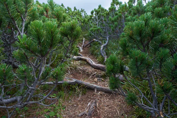 Δάσος Του Scrub Ορεινά Πεύκα Pinus Mugo Στις Αρχές Του — Φωτογραφία Αρχείου