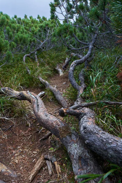 Bos Van Struikpijnbomen Pinus Mugo Het Begin Van Herfst Hooglanden — Stockfoto