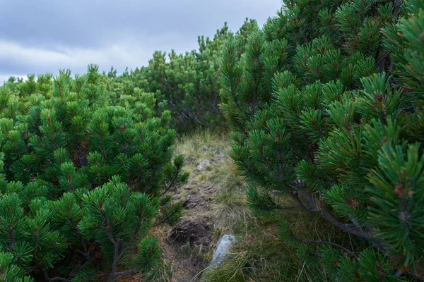 Bosque Matorrales Pinos Montaña Pinus Mugo Principios Otoño Las Tierras — Foto de Stock