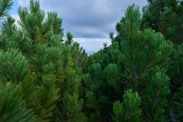 Foresta Pini Montagna Macchia Pinus Mugo All Inizio Dell Autunno — Foto Stock