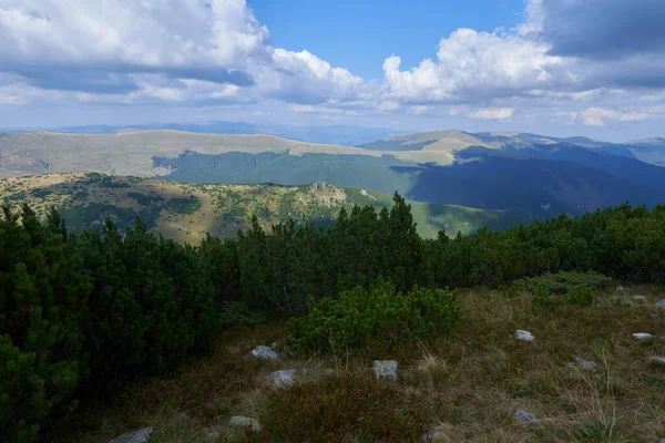 Floresta Pinheiros Montanha Esfoliação Pinus Mugo Início Outono Terras Altas — Fotografia de Stock