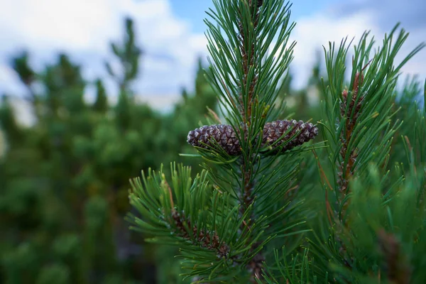 Forest Scrub Mountain Pines Pinus Mugo Early Autumn Highlands — Stock Photo, Image