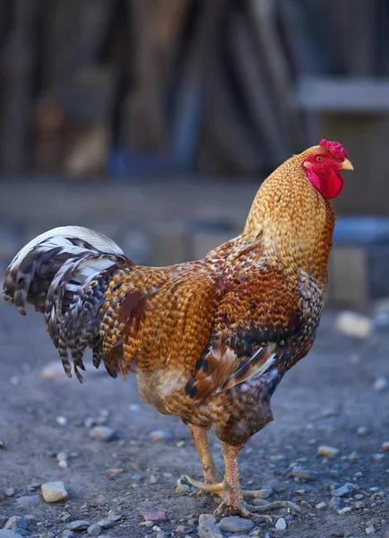 Colorful Rooster Countryside Closeup Shot — Stock Photo, Image