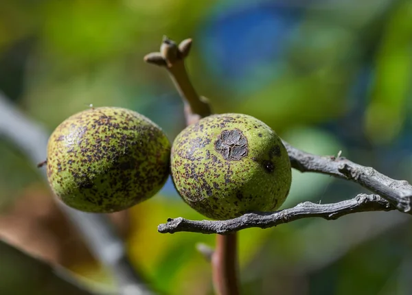 Valnötter Grenarna Närbild Början Hösten — Stockfoto