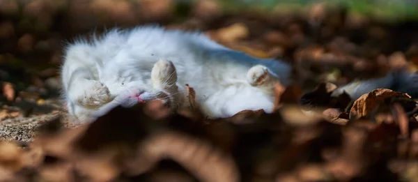 Macska Játszik Lehullott Levelek Kertben — Stock Fotó