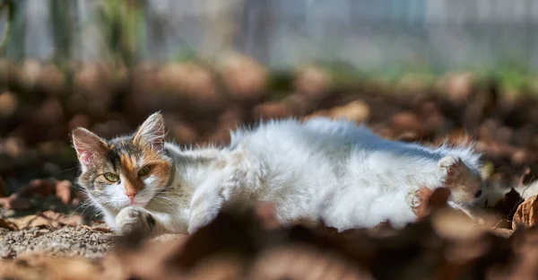 Kočka Hraje Spadlém Listí Zahradě — Stock fotografie