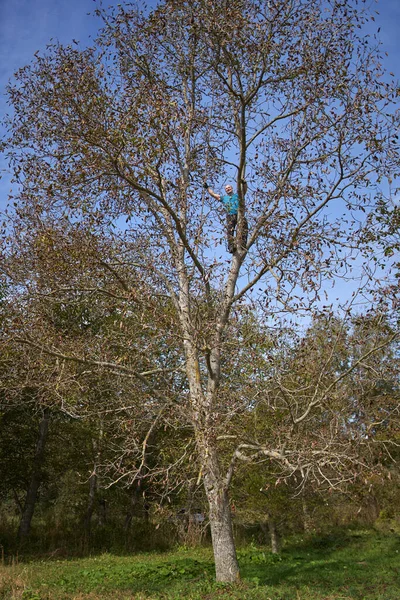 Farmer Harvesting Walnuts His Orchard Beating Shaking Branches — Stock Photo, Image