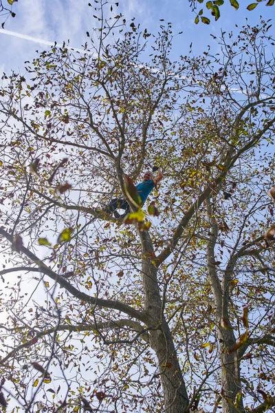 Bauer Erntet Walnüsse Seinem Obstgarten Schlägt Und Schüttelt Die Äste — Stockfoto