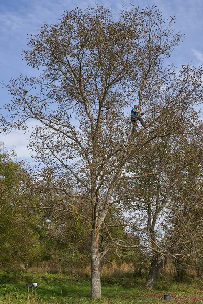 Rolnik Zbierający Orzechy Włoskie Swoim Sadzie Bijący Potrząsający Gałęziami — Zdjęcie stockowe