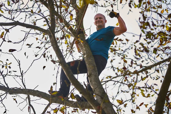 Farmář Sklízí Ořechy Svém Sadu Mlátí Třese Větvemi — Stock fotografie