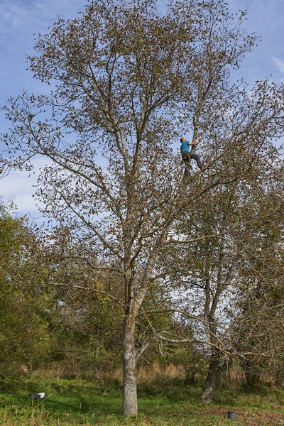 Rolnik Zbierający Orzechy Włoskie Swoim Sadzie Bijący Potrząsający Gałęziami — Zdjęcie stockowe