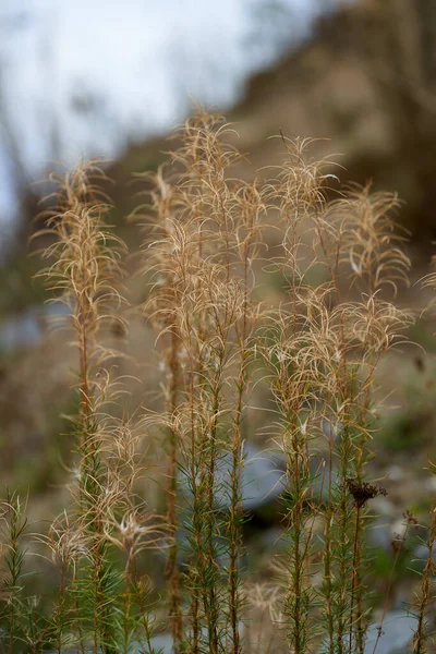 Gele Gras Closeup Avond Herfst Tijd — Stockfoto