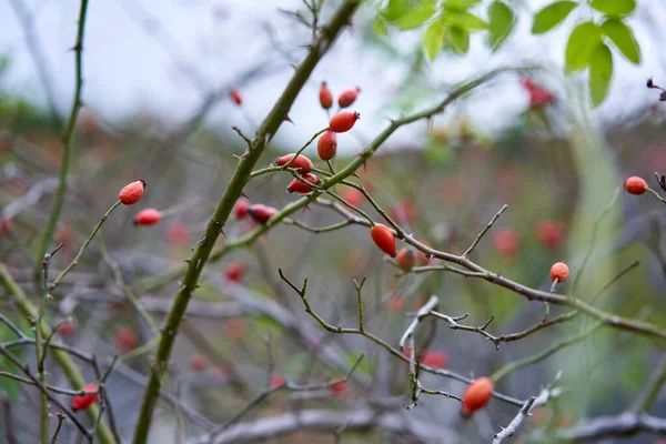 Bush Red Briar Ripe Berries Front Forest — Stock Photo, Image