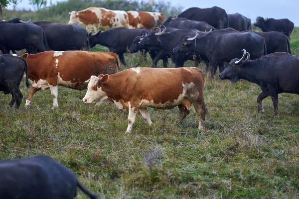 Herd Van Buffels Koeien Een Weiland — Stockfoto