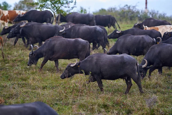 Herd Van Buffels Koeien Een Weiland — Stockfoto