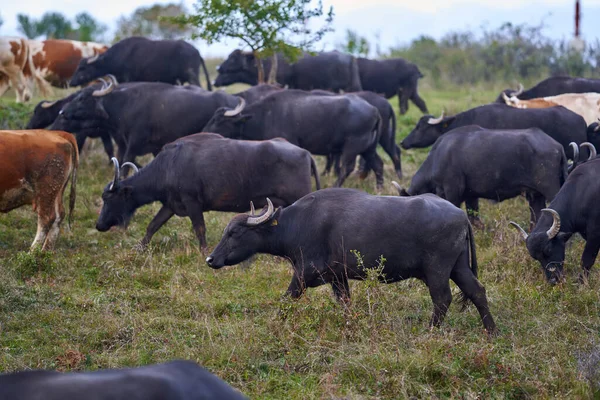Büffel Und Rinderherde Auf Einer Weide — Stockfoto