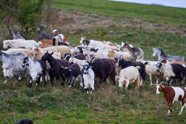 Rebaño Cabras Pastando Campo — Foto de Stock