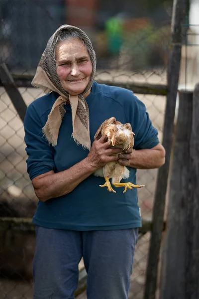 Velho Agricultor Mulher Segurando Seu Frango Animal Estimação Livre — Fotografia de Stock