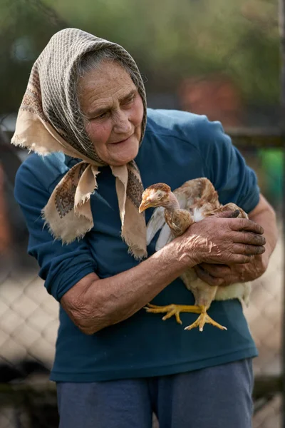 Old Farmer Woman Holding Her Chicken Pet Outdoor — Stock Photo, Image