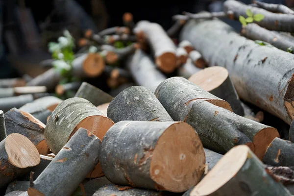 Beech Logs Ready Split Firewood Winter — Stock Photo, Image