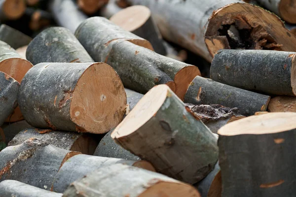 Beech Logs Ready Split Firewood Winter — Stock Photo, Image