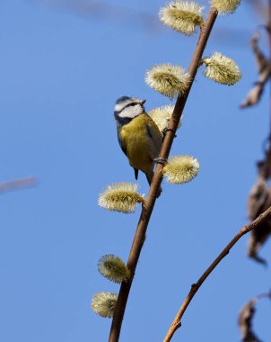 Tiny blue tit, Cyanistes caeruleus, feeding on tree buds in the early spring