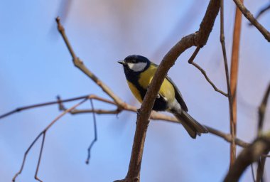 Great tit bird, Parus major, perched on barren tree branches