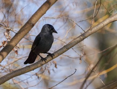 Mavi gökyüzüne karşı bir ağaç dalına tünemiş tatlı karga.