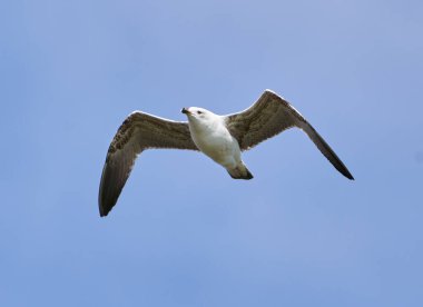 Mavi gökyüzüne karşı uçan martı kuşu