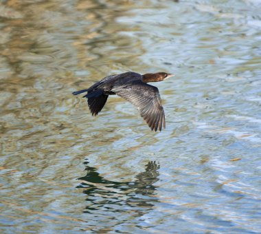 Büyük karabatak, Phalacrocorax karbonhidrat, nehirdeki sudan uçuyor.