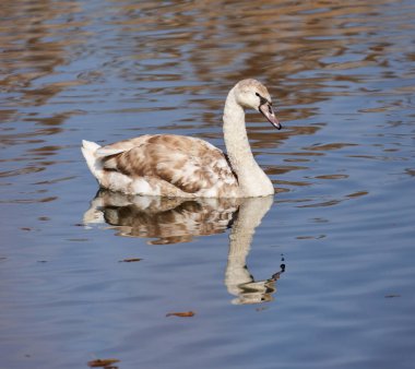 Nehirde yüzen büyük bir kuğu yavrusu, bahar günü erken saatlerde.