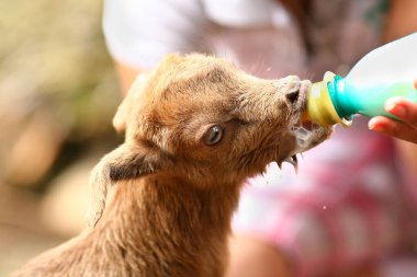 Kadın çiftçi, bebeğini bir şişeden besliyor.