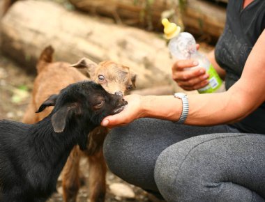 Kadın çiftçi, bebeğini bir şişeden besliyor.