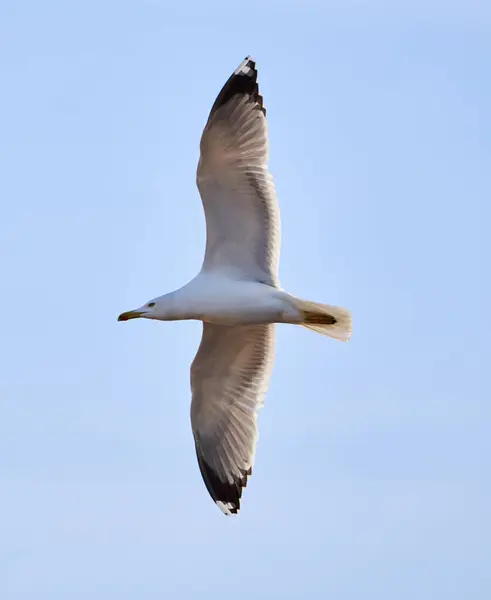 Mavi Gökyüzüne Karşı Uçan Martı Kuşu — Stok fotoğraf