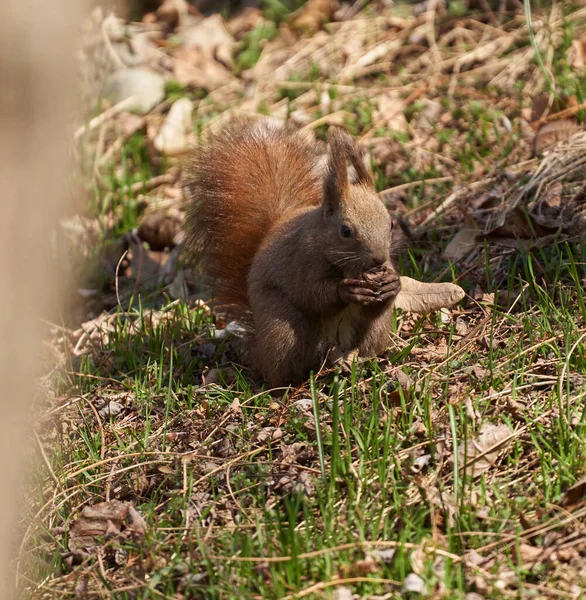 Cute Squirrel Grass Eating Walnut Just Found Ground — Stock Photo, Image
