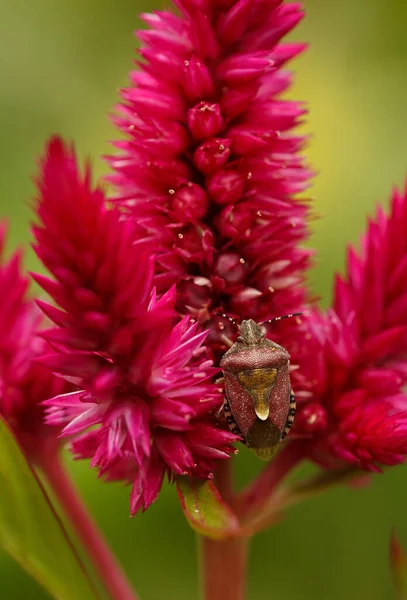 Lifesize Macro Brown Bug Pink Flowers — Stock Photo, Image