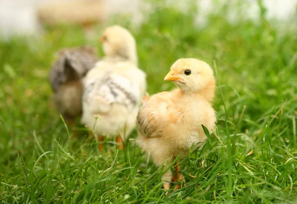 Closeup of a group of cute little baby chicks in the grass