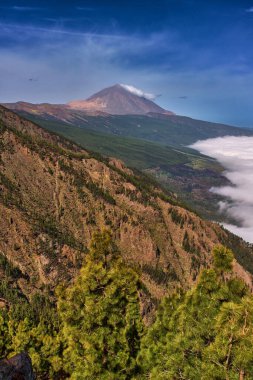 Pico del Teide (Teide) ön planda Kanarya Adası çamı (Pinus canariensis) ormanı ile bulutlar denizi üzerinde yükselir.