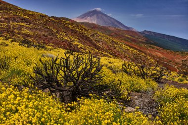 Volkanik yamaçtaki parlak sarı çiçeklerle çevrili yanmış çalılık Pico del Teide ve uzak mesafedeki bulutların tersi.