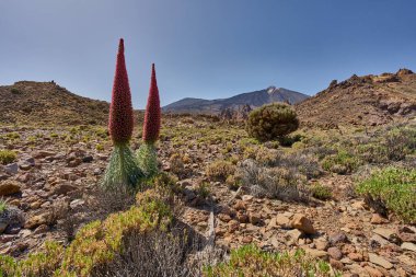 Tenerifes 'teki Teide Dağı' nın önünde açan iki çiçek (Echium wildpretii) kurak volkanik arazi 