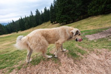 Romanya 'nın Apuseni Ulusal Parkı' ndaki orman sınırı yakınlarındaki çimenli bir dağ çayırında yürüyen Romen çoban köpeği