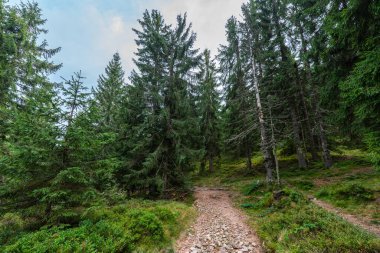 Romanya 'nın Apuseni Ulusal Parkı' nda yerde yosun ve çam iğneleri bulunan ladin ormanlarında dolambaçlı dar yollar